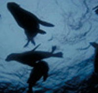 The Arches Marine Sanctuary - Winery Find