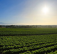 GREENSTONE VINEYARDS - Winery Find