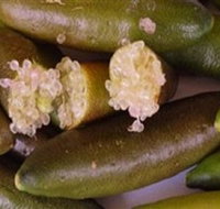 Sandy Creek Olives and Finger Limes - Winery Find