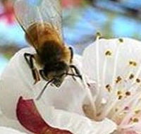 Clayridge Honey - Winery Find