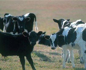 Bodalla Dairy Cheese Factory - Winery Find 0