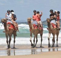 Camel Rides with Coffs Coast Camels - Winery Find