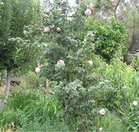 Tombstone Estate Vineyard - Winery Find