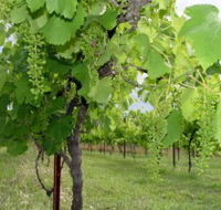 Holland Wines - Winery Find