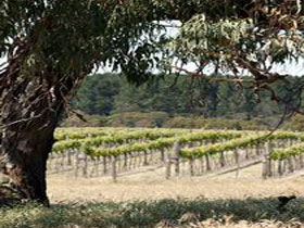 Wangolina Station - Winery Find 3