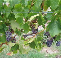 Dinny Goonan Wines - Winery Find