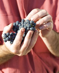 Modewarre VIC Winery Find