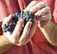 Brown Magpie Wines - Winery Find