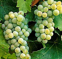 Clover Hill Vineyard - Winery Find