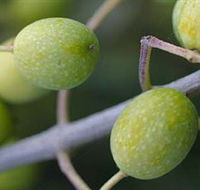 Montalto Vineyard and Olive Grove - Winery Find