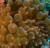 Coral Gardens Dive Site Mooloolaba - Winery Find