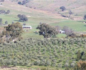 Wymah Organic Olives And Lambs - Winery Find 0