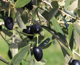 Wymah Organic Olives And Lambs - Winery Find 2