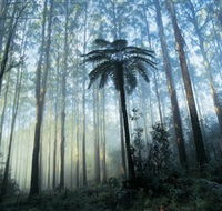 Yarra Ranges National Park - Winery Find