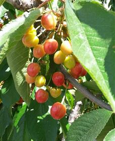 Mouat's Farm - Winery Find 1