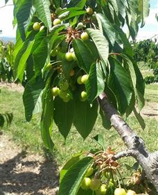 Mouat's Farm - Winery Find 2