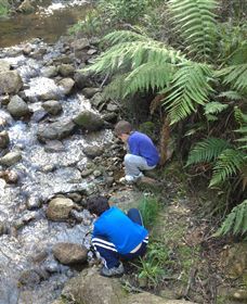 Shelley Forest Camp - Winery Find 2