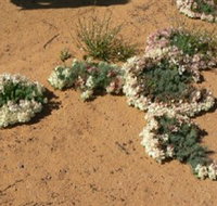 Coorow Wreath Flowers - Winery Find