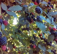 Gunnadoo Berries - Winery Find