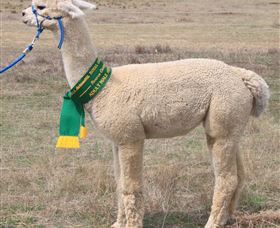Marchmont Park Alpacas - Winery Find 1