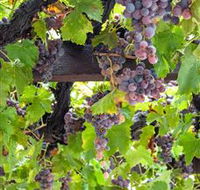  Murrumbateman Winery Company Pty Ltd  - Winery Find