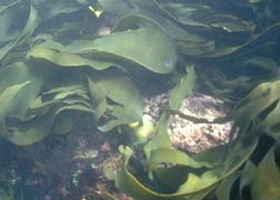 Churchill Island Marine National Park - Winery Find 0