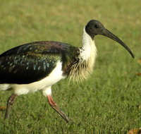 Toowoomba Water Bird Habitat - Winery Find