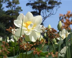 Mt Penang Gardens - Winery Find 2