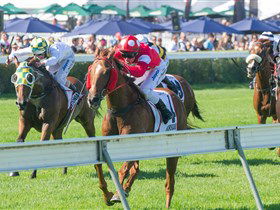 Morphettville Racecourse - Winery Find 2