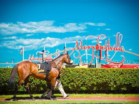 Morphettville Racecourse - Winery Find 3