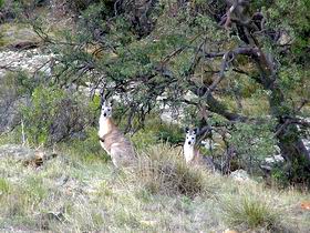 Saunders Gorge Sanctuary - Winery Find 2