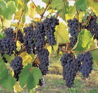 Hills Short Wine and Food Trail - Winery Find