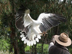 Raptor Domain - Winery Find 0