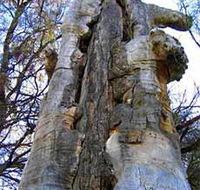 Junction Island Nature Reserve Canoe Tree and Walking Track - Winery Find