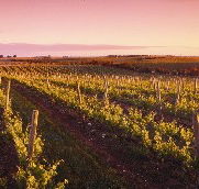 Ralph Fowler Wines - Winery Find