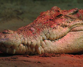 Territory Wildlife Park - Winery Find 3