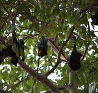 Manngarre Rainforest Walk - Winery Find