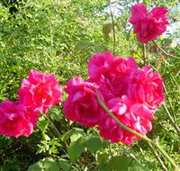 Bishop's Lodge Historic House and Heritage Rose Garden - Winery Find
