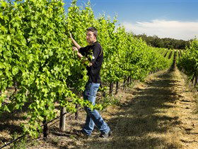 Patrick Of Coonawarra - Winery Find 0