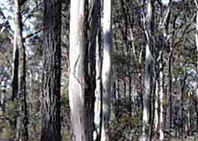 Kingower VIC Winery Find