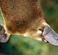Eungella National Park - Winery Find