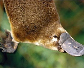 Eungella National Park - Winery Find 0