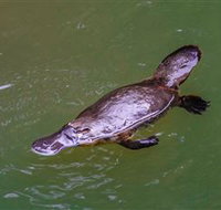 Platypus Viewing at Broken River - Winery Find