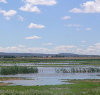 Fivebough Wetlands - Winery Find