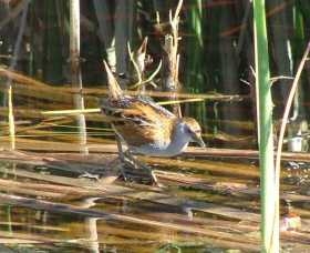 Fivebough Wetlands - Winery Find 1