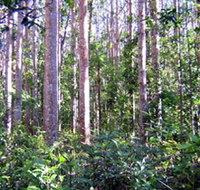 Cathu State Forest - Winery Find