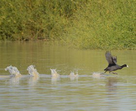 Lake Cowal - Winery Find 1
