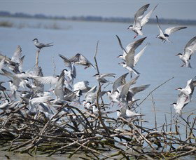 Lake Cowal - Winery Find 2