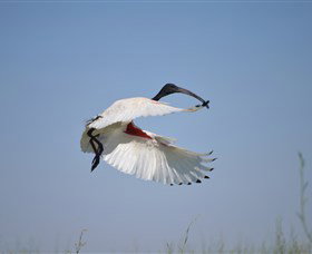 Lake Cowal - Winery Find 4