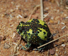 Lake Cowal - Winery Find 3